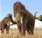 Return of the Woolly Mammoth